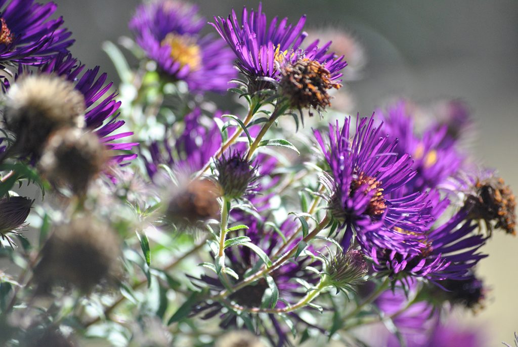 fleurs
