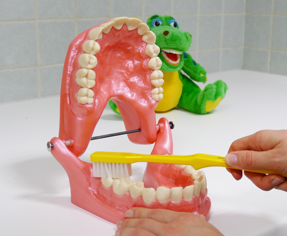 matériel pédagogique pour démonstration du brossage de dents