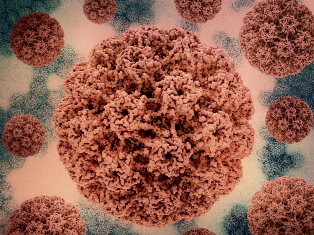 virus HPV